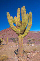 Torch Cactus on an Arid Hillside