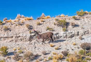 LLama with Ribbons to Mark Its Herd