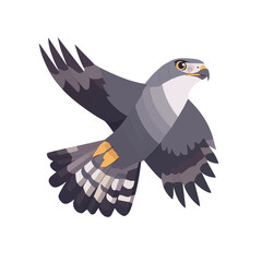 Goshawk, vector graphic, 2D flat isometric cartoon illustration on white background.
