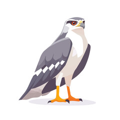 Obraz premium Goshawk, vector graphic, 2D flat isometric cartoon illustration on white background. 
