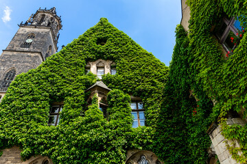 Magdeburg gothic medieval cathedral Dom church slate tile roof and green fresh Ivy covered old stone wall against clear blue sky sunny day. Plunt creeper overgrown building facade with rooftop window