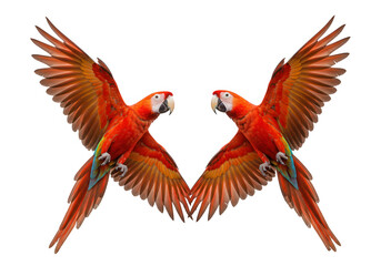 Obraz premium Two scarlet macaws in flight isolated on transparent background