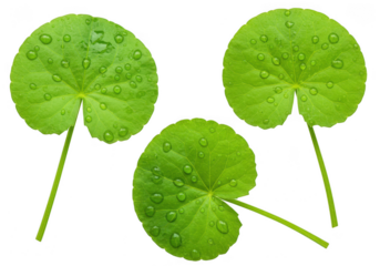 Gotu kola leaves with water drops isolated on transparent background