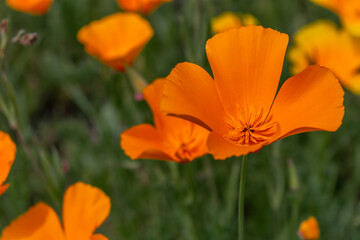 Goldmohn - Kalifornischer Mohn