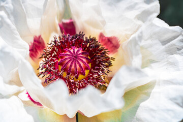 Orientalischer / türkischer Mohn weiß - Typ Royal Wedding