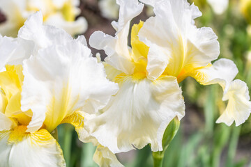 Hohe Bart-Iris / Schwertlilie Country Manor