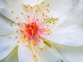 Close-Up of Jacqueline du Pré Rose in Bloom – White Petals with Vibrant Pink Stamens in Elegant...