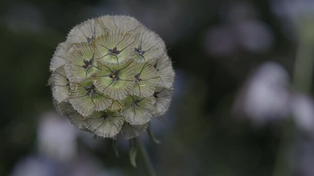 Tokyo, Japan - May 26, 2025: Lomelosia stellata or starflower pincushions or starflower scabious

