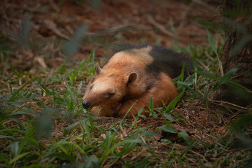 southern tamandua, Tamandua tetradactyla, collared  and lesser anteater, sleeping