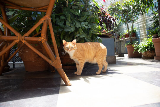 Domestic  striped Orange ginger cat walking through garden in a sunny day in Lima Peru - Powered by Adobe