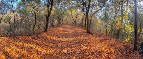 Autumnal path through a forest, ground covered with vibrant golden leaves
