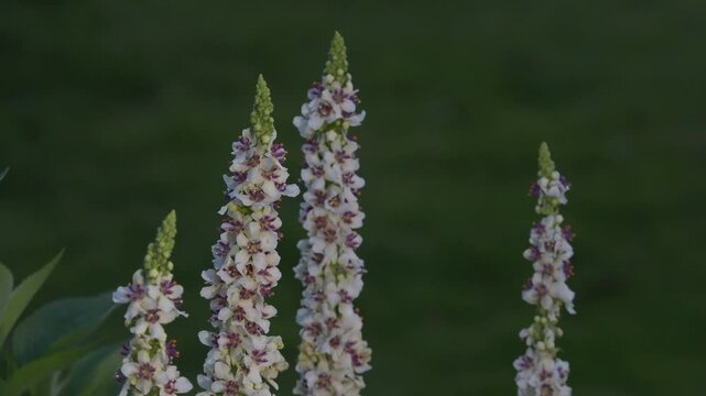 Tokyo, Japan - May 26, 2025: Verbascum Thapsus or common mullein or woolly mullein