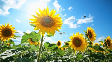 Sunlit Sunflower Field with Busy Bees in Flight