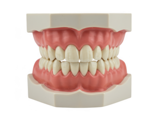 Denture teeth model dental care prosthetic dentistry oral health on transparent background