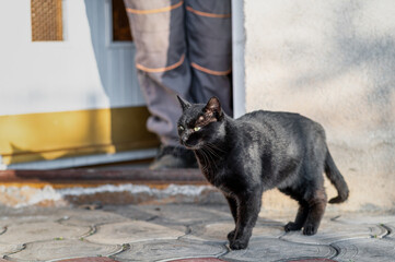 Beautiful  black domestic cat watching for birds  and mice in the front of the house on the sunny evening.