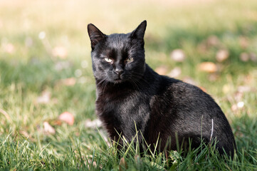 A black domestic cat is sitting on the grass and watching the surroundings