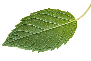 Obraz premium Single Green Leaf Detailed Texture vein 