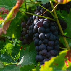 Ripe red grapes hanging on vine among green leaves