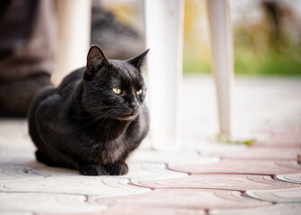 Young lazy domestic black cat lying on the concrete floor in the front of the house on the sunny evening.