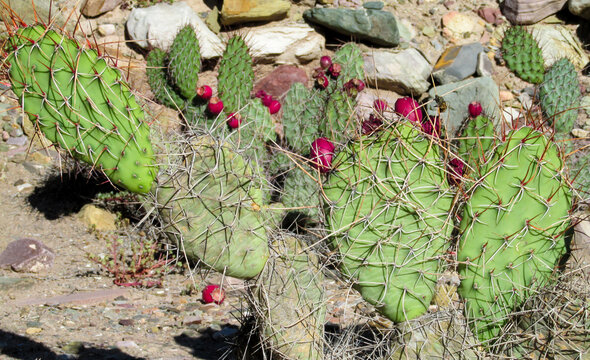 Cactus green big bush in the wild nature outdoors on a sunny day. Green cacti among the rocks. Big cactus valley in Argentina Andes mountains on Altiplano. Los cardones national park in Salta province
