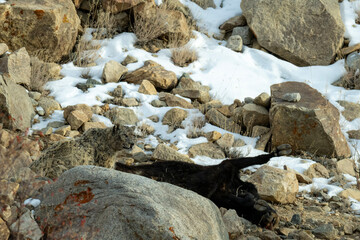 the hunter and the prey