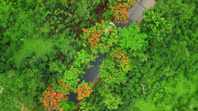 Beautiful Road in Sreemangal, Bangladesh Surrounded by Red Flowers and Tea Gardens