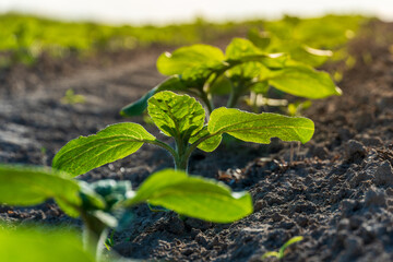 Young soy plants thrive in the warm sun, with vibrant green leaves standing out against the rich, dark soil in a rural setting