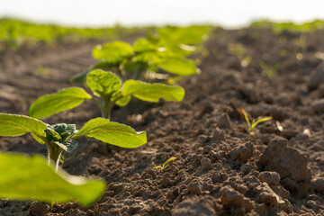 Small soybean plants are sprouting in freshly tilled earth under warm sunlight, showcasing vibrant green leaves. The field exudes the richness of new life in spring