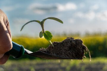 A gardener carefully holds a young soybean plant with fresh soil, standing amidst a lush field...