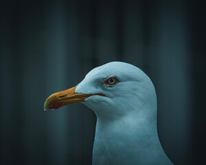 close up portrait of a seagull
