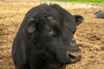 black bull