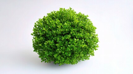 Obraz premium Lush Small Round Green Shrub Isolated on Clean White Background