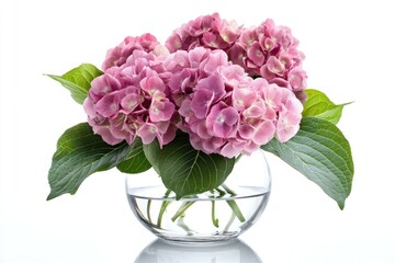 Obraz premium Pink hydrangea flowers in a clear glass vase, surrounded by green leaves, isolated on a white background