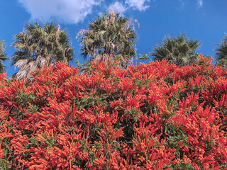 Pyrostegia venusta, or flamevine or orange trumpetvine, plant species of the genus Pyrostegia,...