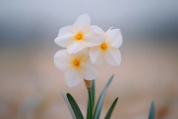Naklejka premium Delicate White Daffodils in Soft Focus