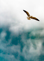 seagull in the blue sky