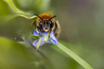 Macro Shot of Bee on Blue Flower