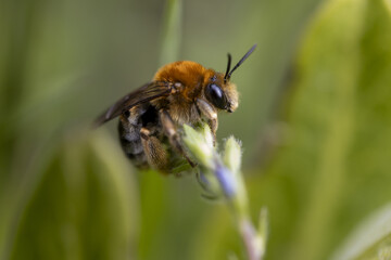 Close-up of Bee on Flower