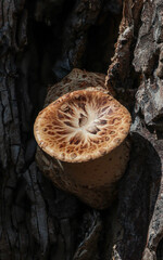 Freshly sprouting bracket fungi on a tree.