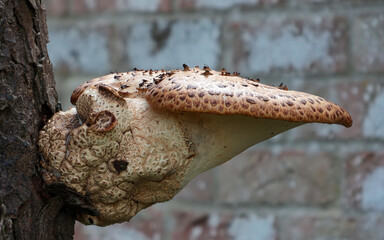 Dryads saddle. A bracket fungi growing on a dead tree.