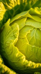 Obraz premium Vibrant and Textured Close-up of a Green Cabbage