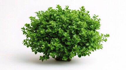 Obraz premium Fresh Green Round Shrub Plant Isolated on Clean Background