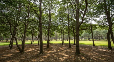 Obraz premium a forest with lots of trees and grass