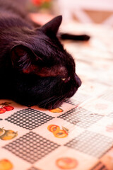 A black cat lies stretched out on a colorful, patterned tablecloth, gazing calmly into the camera