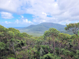 View of a tree covered mountain through eucalypt forest in Victoria Australia. Taken on Mount Oberon Wilsons Promontory 