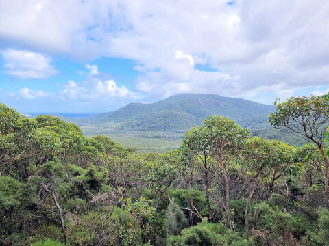 View of a tree covered mountain through eucalypt forest in Victoria Australia. Taken on Mount Oberon Wilsons Promontory 