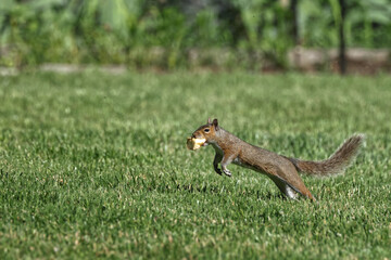 opportunistic squirrel speeding away in the grass with apple in mouth. 