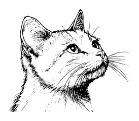 cat head looking up in detailed outline sketch style