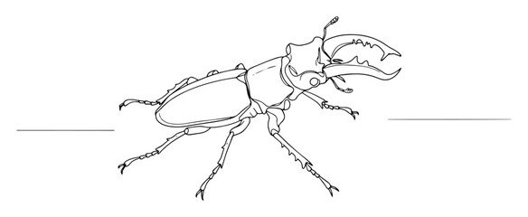stag beetle insect in technical line drawing © Kaz