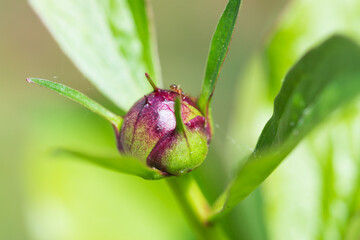 Obraz premium bug on a flower